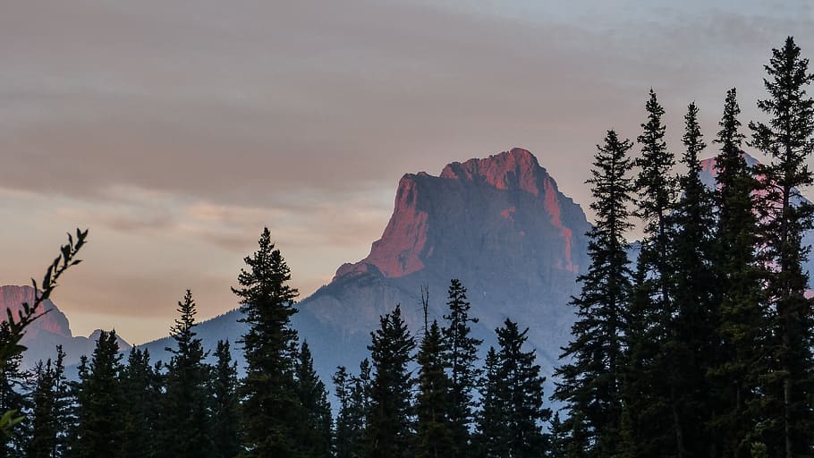 pine tree and mountain, canmore, outdoors, nature, silhouette HD wallpaper