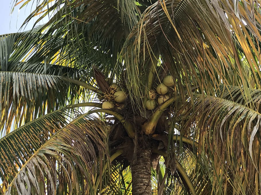 beach in grenada, Coconuts, Palms, Coconut tree, Anita Denunzio HD wallpaper