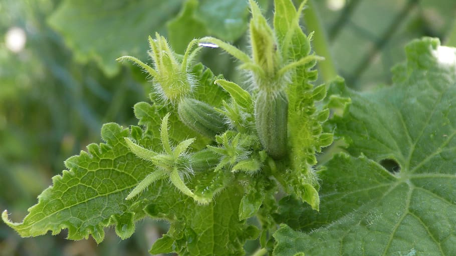 cucumbers, kukumer, fresh, ripening process, maturation process HD wallpaper