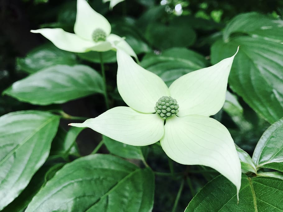 leaf, nature, flora, flower, no person, summer, garden, closeup HD wallpaper