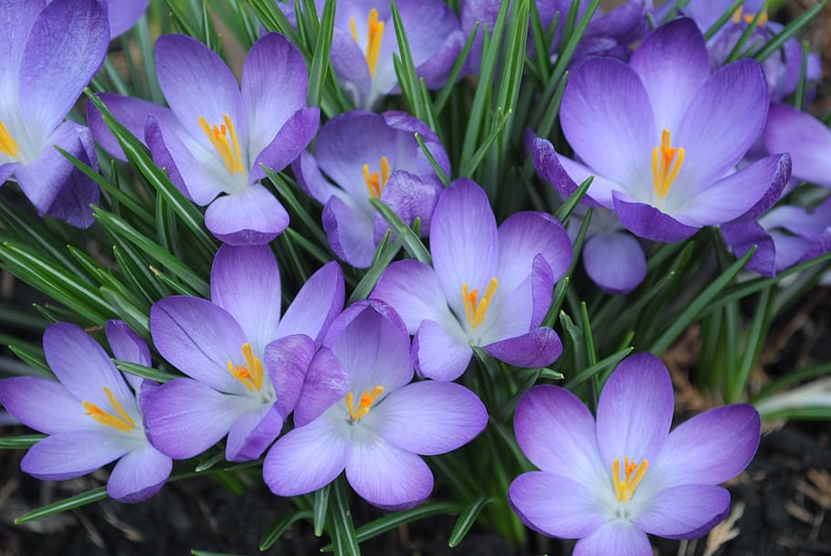 flower, purple, spring, bloom, nature, flowering plant, vulnerability HD wallpaper