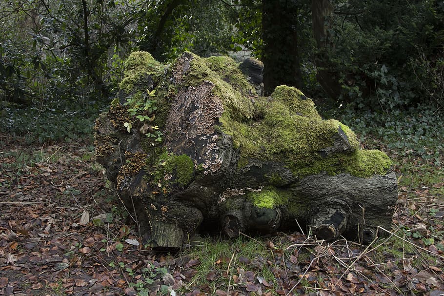 Brown Tree Log Filled With Moss on Withered Leaf Field, daylight HD wallpaper