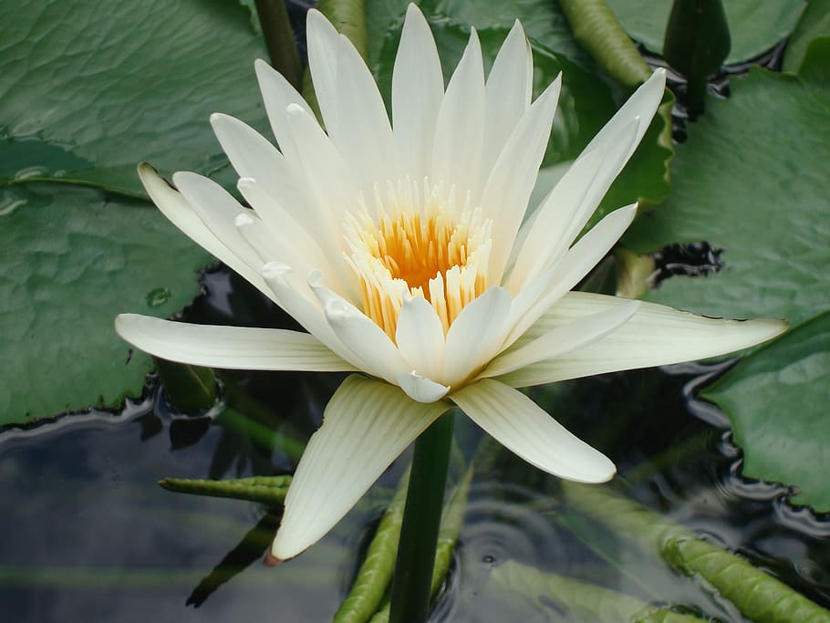 hawaii, honolulu, flower, flowering plant, water, vulnerability HD wallpaper