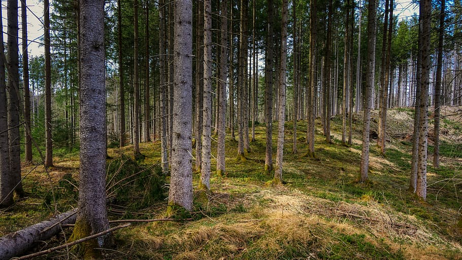 forest, tree, nature, landscape, green, wood, scenic, plant HD wallpaper