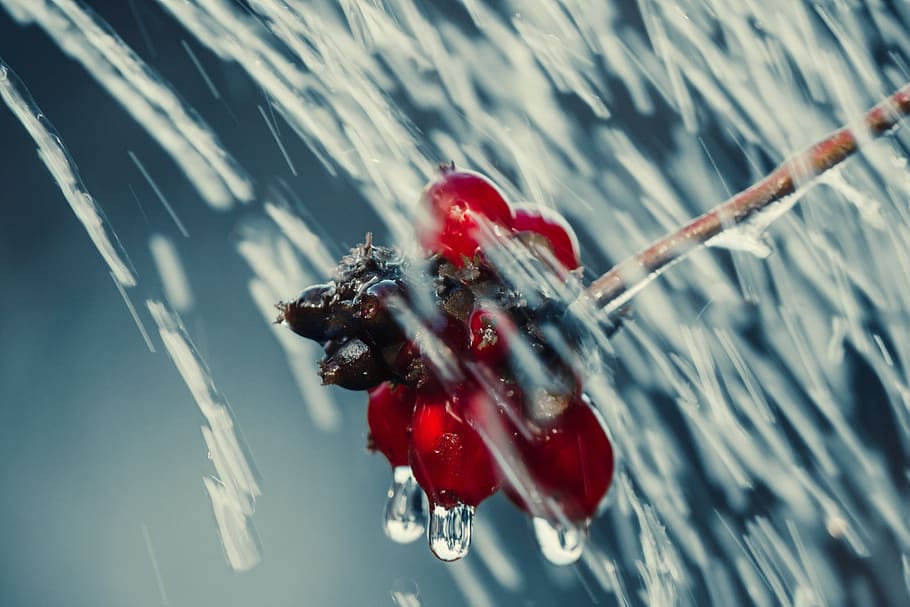 holly, drip, rain, leaf, wet, raindrop, nature, drop of water HD wallpaper
