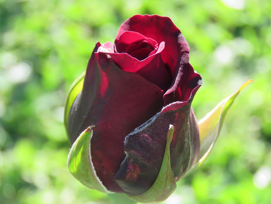 rosa, flower, garden, backlight, flowering plant, beauty in nature HD wallpaper