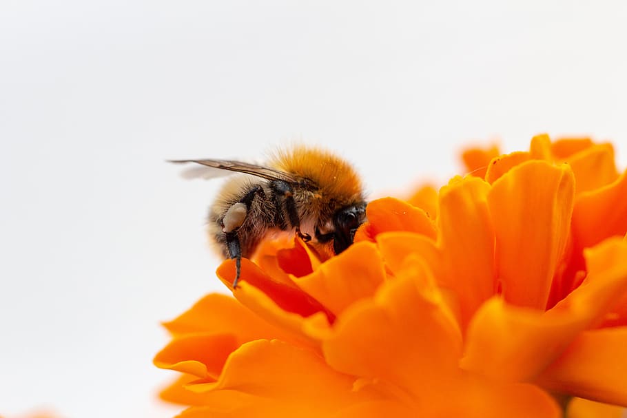 Macro Photo Honey Bee on Orange Flower, bloom, blossom, bright HD wallpaper