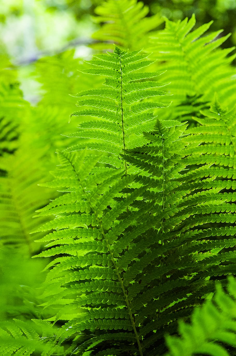 green leaf plants, green color, plant part, growth, fern, close-up HD wallpaper