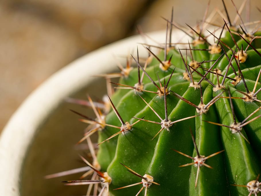 cactus, green, thorn, thorns, pot, wallpaper, succulent plant HD wallpaper