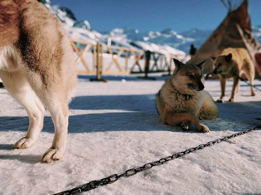 dogs on snowfield with chains, mammal, animal, pet, canine, german shepherd