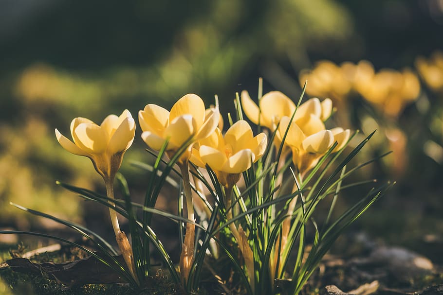 crocus, spring, flower, spring flower, flowers, bloom, flora HD wallpaper