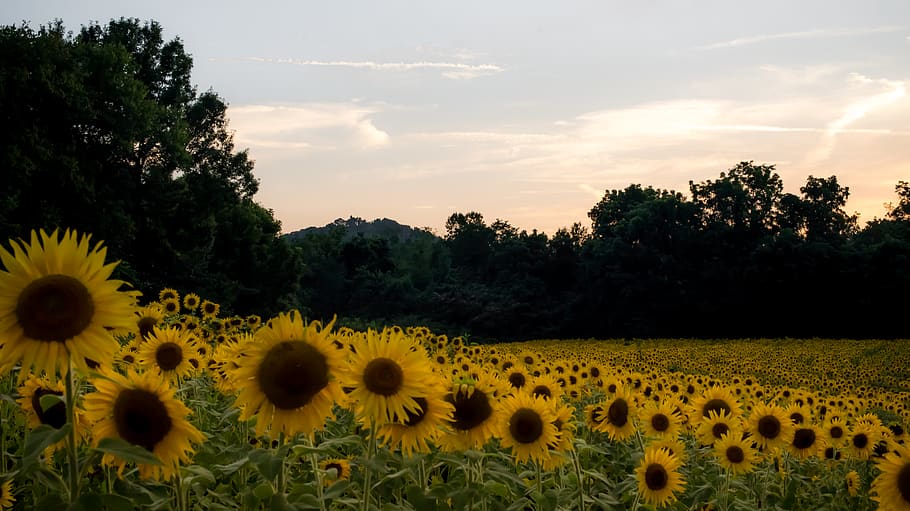 sunflowers, trees, green, yellow, field, plant, flowering plant HD wallpaper