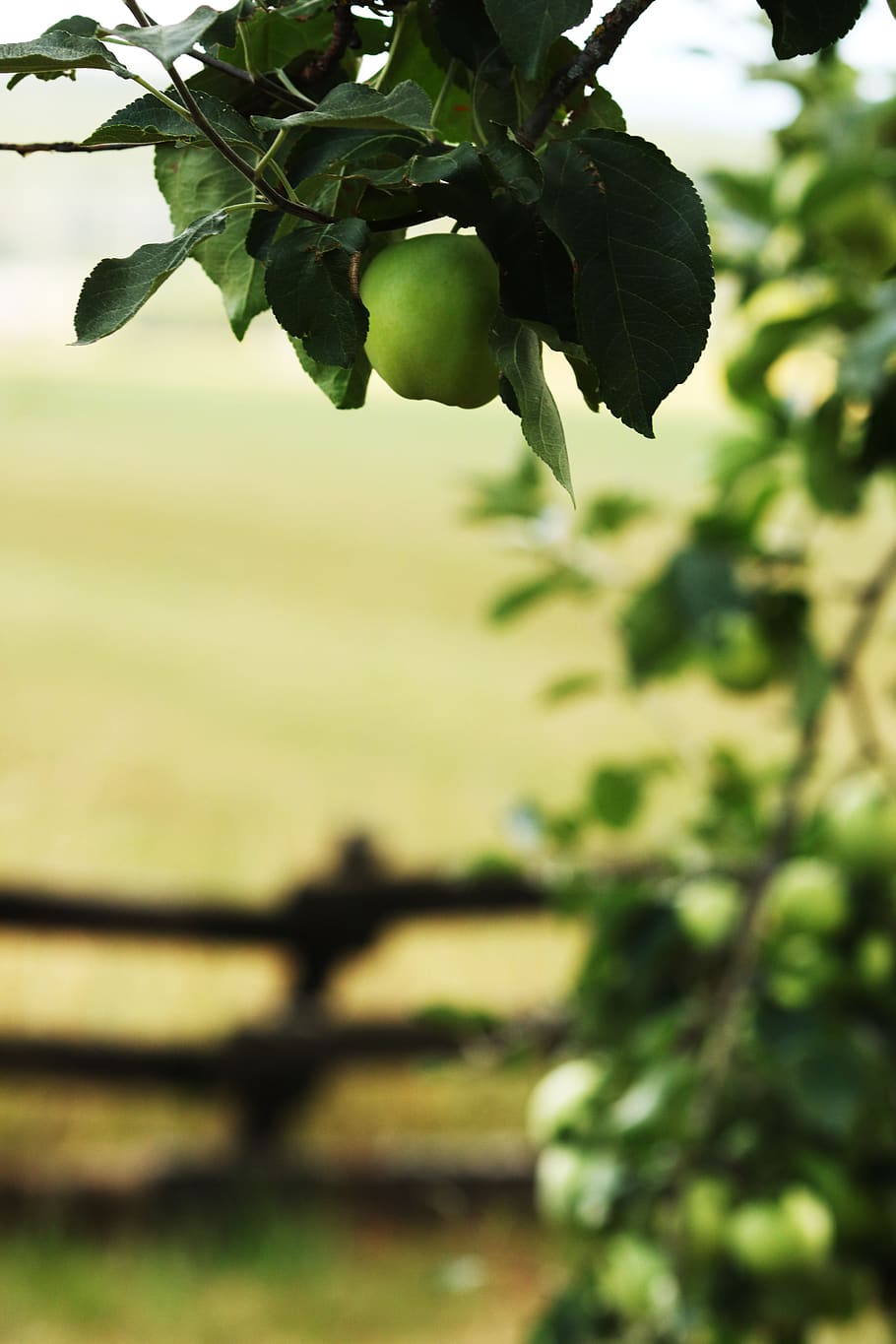 apple, apple tree, fruit, branch, plant, growth, leaf, plant part HD wallpaper