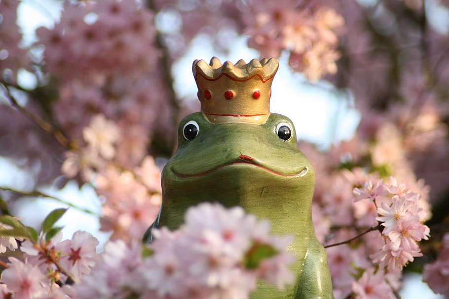 frog, flowers, tree, crown, frog prince, green, kiss, love HD wallpaper