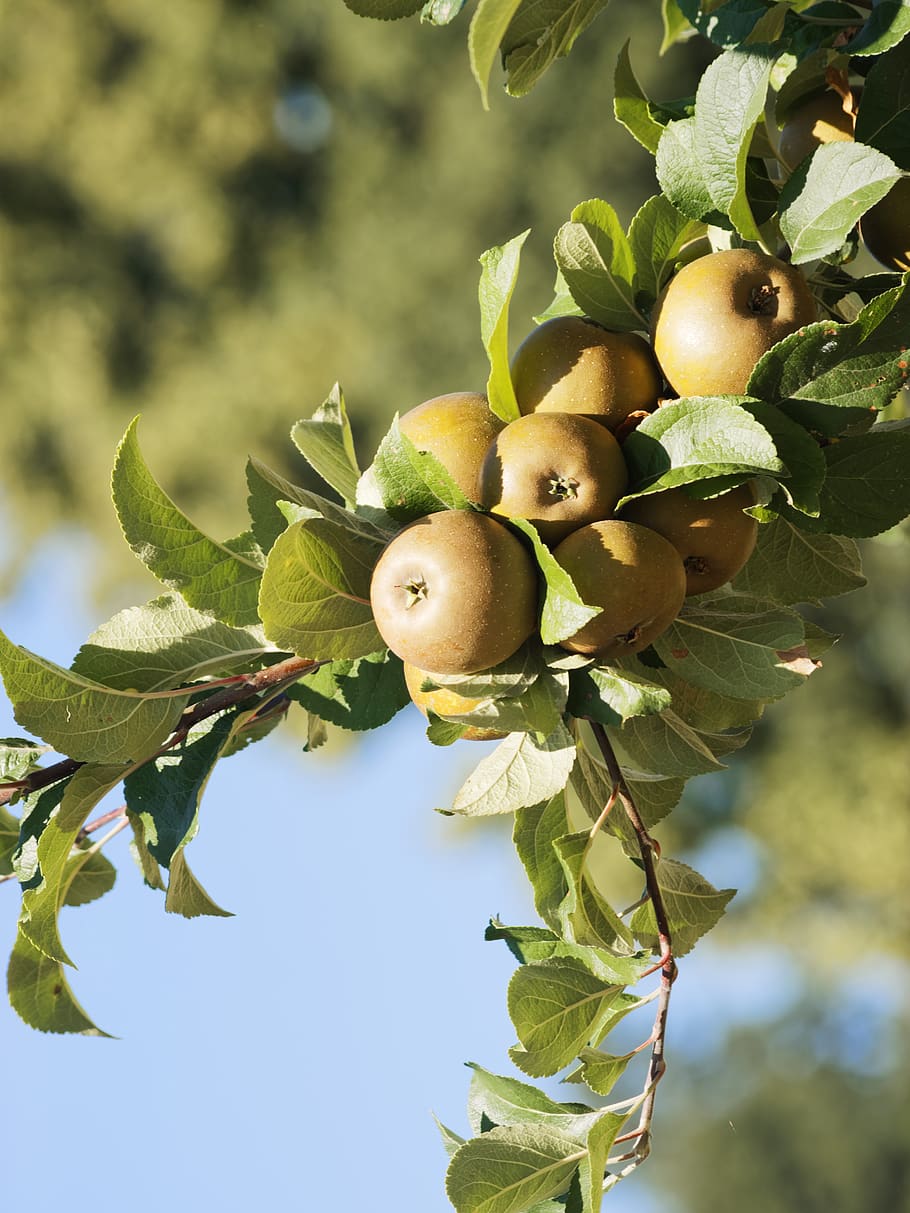 apples, fruit, orchard, nature, leaf, plant part, healthy eating HD wallpaper