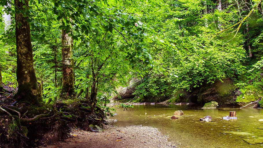river, eistobel, isny, nature, reserve, gem, forest, walk, hiking HD wallpaper