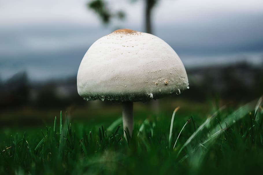 Macro Photography Of White Mushroom, fungus, grass, ground, growth HD wallpaper