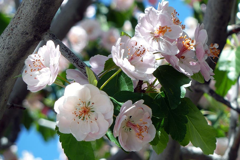 Grey Tree Branch With Green Leaves and White Flowers Blooming during Daytime HD wallpaper