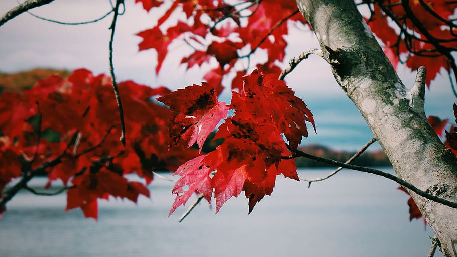 tree, autumn, branch, plant, plant part, change, leaf, beauty in nature HD wallpaper