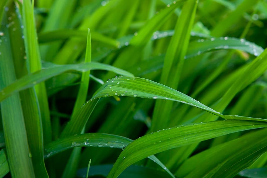 con2011, background, field, fresh, garden, grass, green, growth HD wallpaper