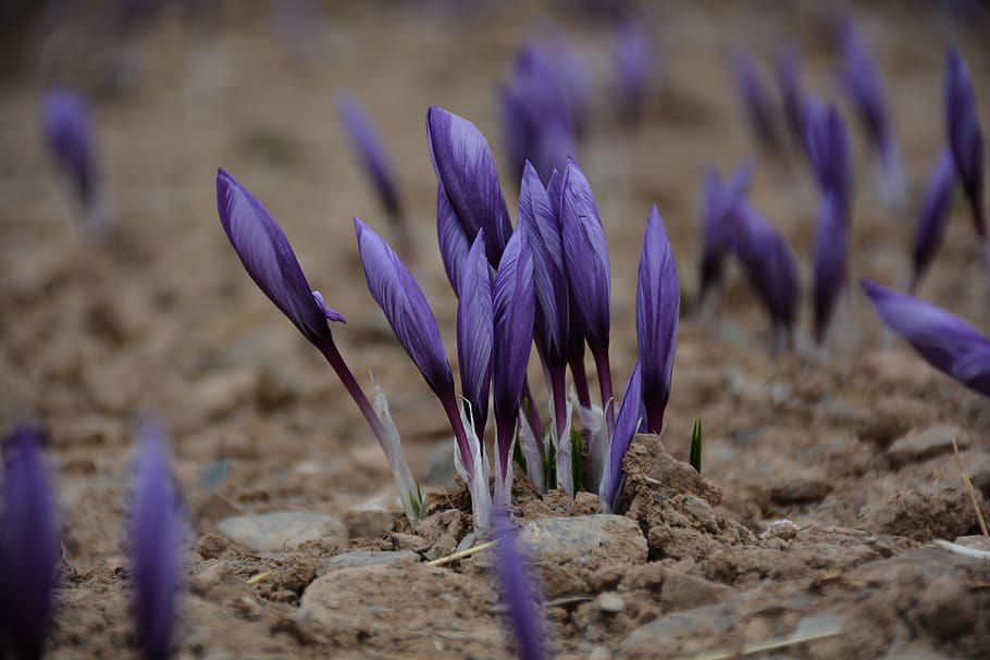 iran, mashhad, purple, flower, flowering plant, vulnerability HD wallpaper