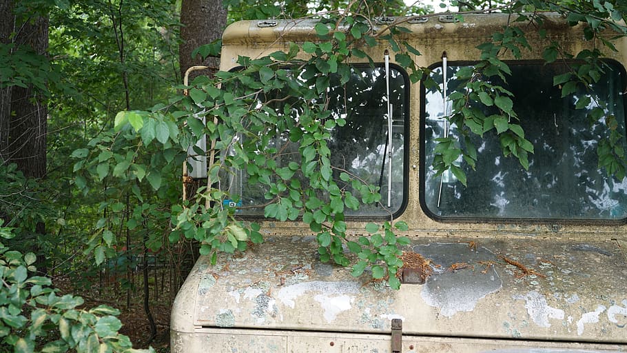 trees, old car, vintage, growth, plant, plant part, leaf, green color HD wallpaper