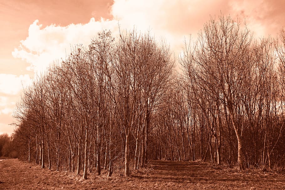 forest, grove, tree, trunk, slender tree, bare tree, winter tree HD wallpaper