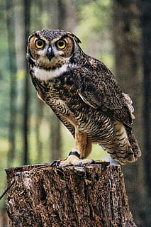 black and brown owl, animal, bird, tree stump, wildlife, great horned owl HD wallpaper