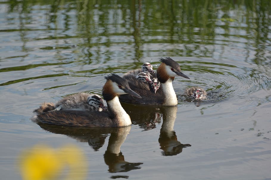 grebe, bird, spring, water, nature, young, waterfowl, animal themes HD wallpaper