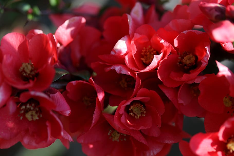 flowers, red, casey, tree, bush, supplies, spring, flora, color HD wallpaper
