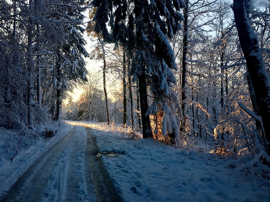 forest path, sunrise, winter, light, promenade, landscape, tree HD wallpaper