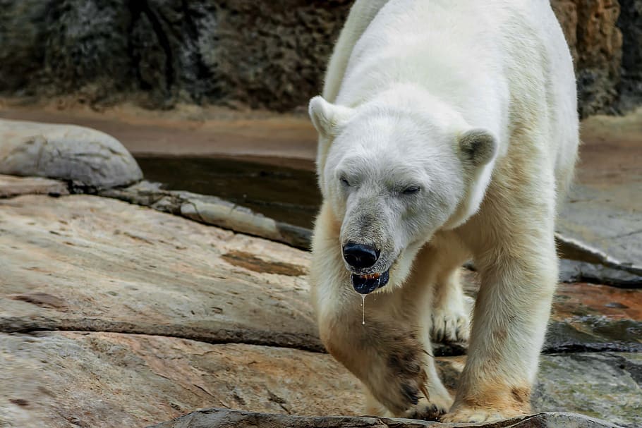 bear, polar, san, diego, zoo, animal, predator, white, carnivores HD wallpaper