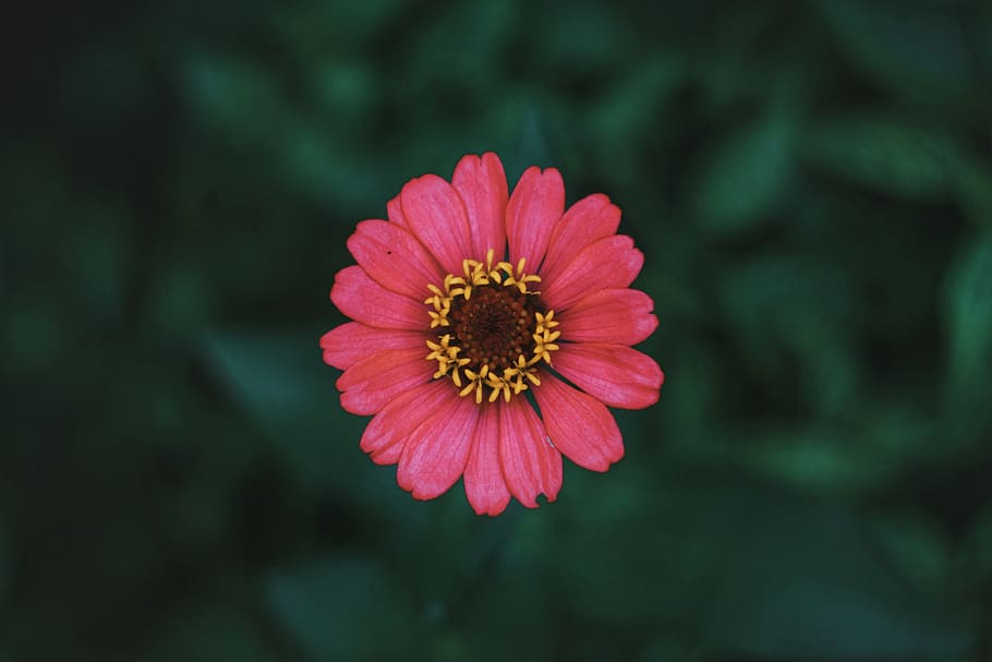 indonesia, cirebon, flower, flowering plant, fragility, petal HD wallpaper