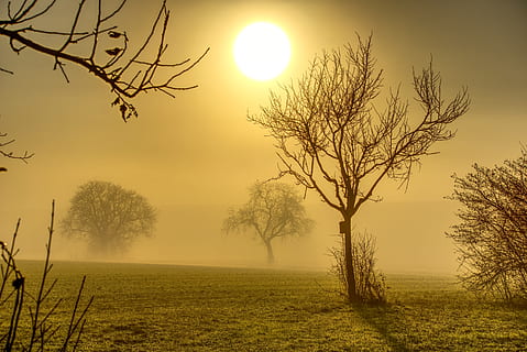 trees, sun, backlighting, fog, aesthetic, branches, haze, hazy HD wallpaper