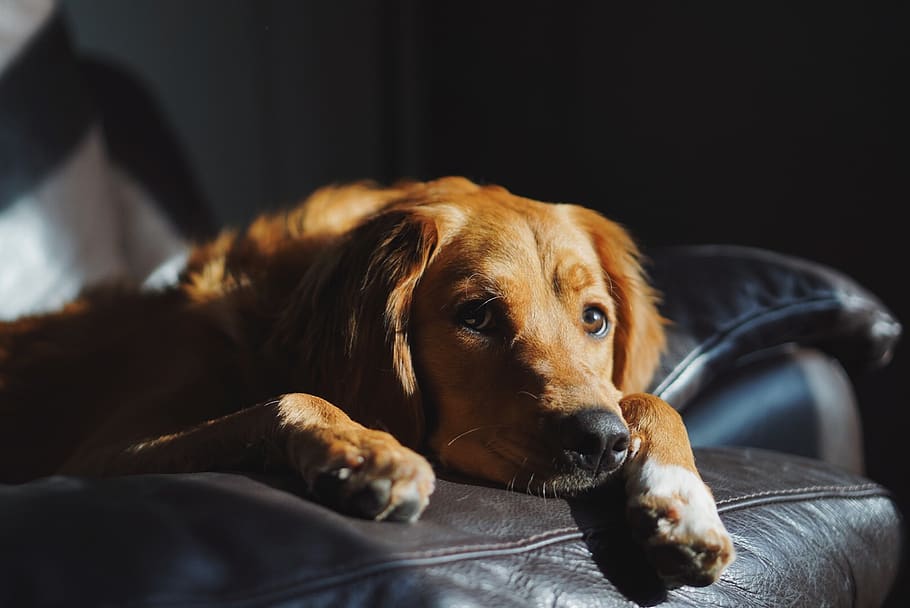 long-coated brown dog, pet, animal, mammal, canine, couch, furniture HD wallpaper