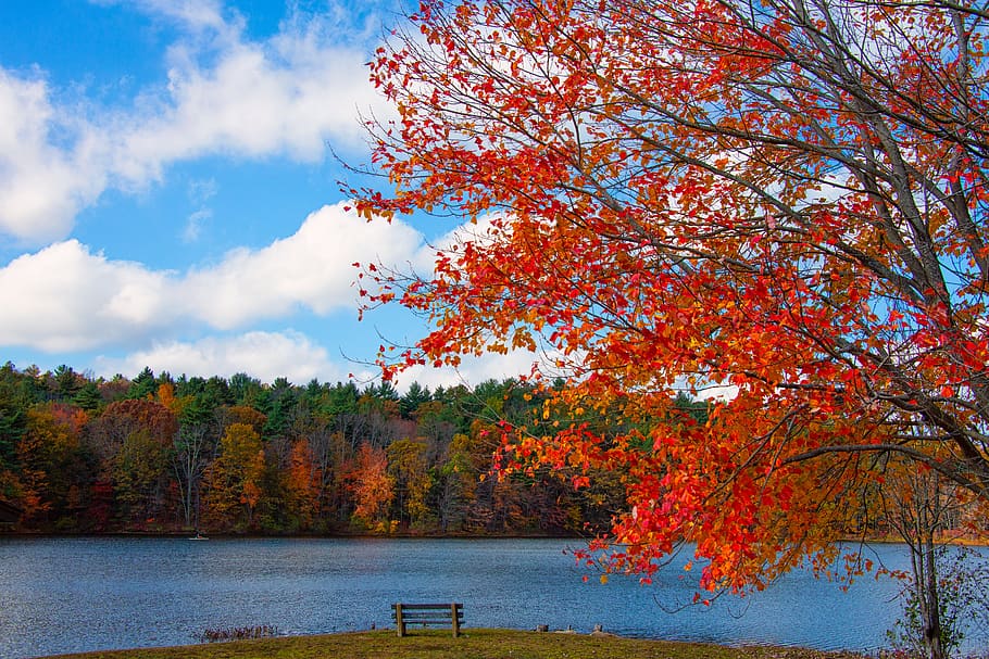 new england, foliage, lake, fall, nature, autumn, leaves, landscape, HD wallpaper