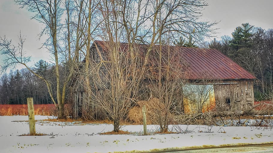 barn, tree, blueberries, snow, winter, built structure, cold temperature HD wallpaper