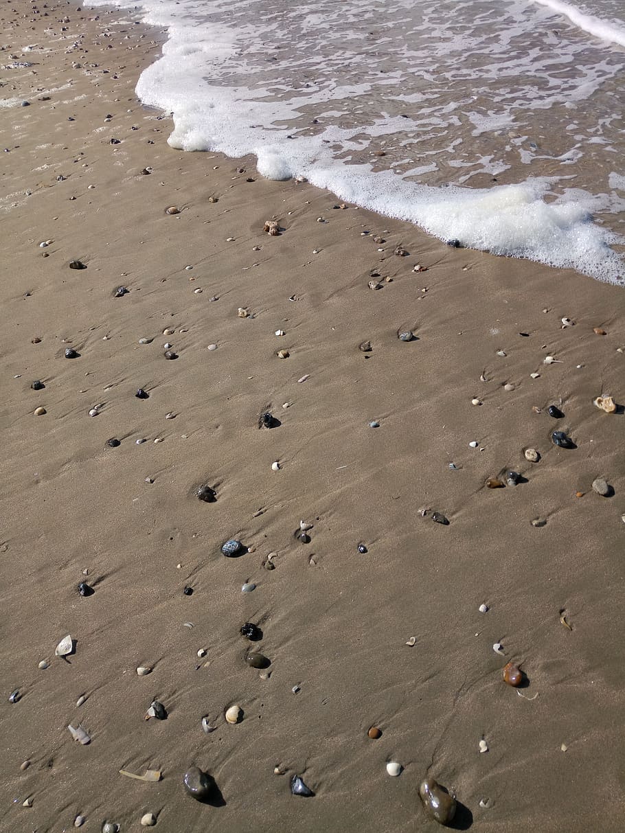 mussels, beach, shell, sand, sea, nature, water, ocean, coast HD wallpaper