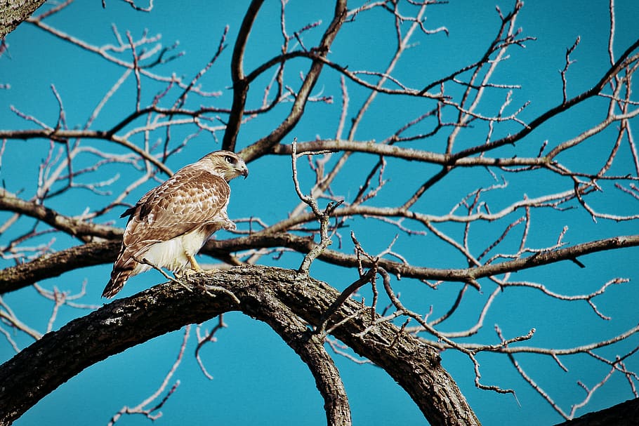 brown bird perched on bare tree branch, animal themes, vertebrate HD wallpaper