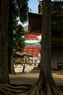 orange and white temple, tree, plant, tree trunk, koyasan, japan HD wallpaper
