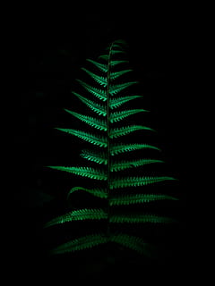 india, kattappana, nature, eco, blackwallpaper, leaf, amoled HD wallpaper