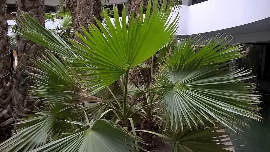 ?, what, concrete, white, green, building, nature, inside, palm HD wallpaper