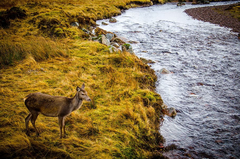Brown Deer Standing on Grass Beside River during Daytime, animal HD wallpaper