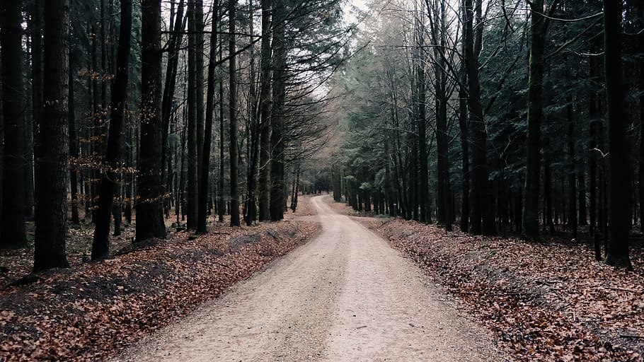 deutschland, trees, way, forest, green, nature, direction, the way forward HD wallpaper