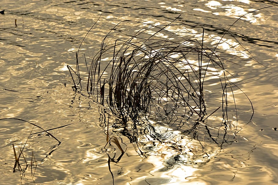 grasses, river, reflection, mirroring, wave, wind, winter images HD wallpaper