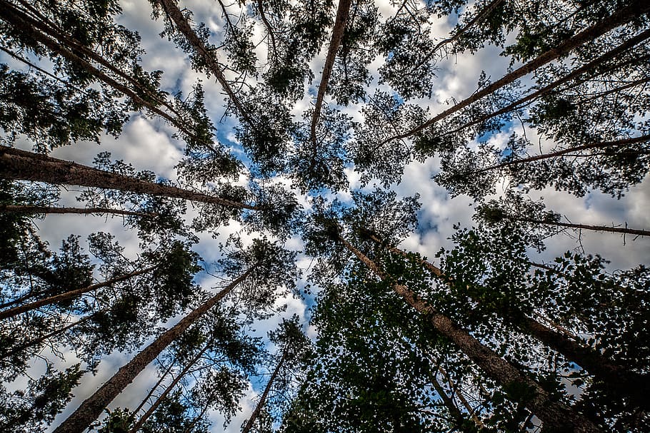 Low Angel Photo of Tall Trees, 4k wallpaper, branches, environment HD wallpaper