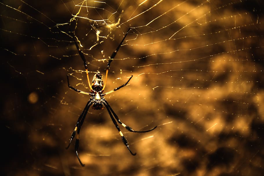 wild, spider, animal, insect, nature, web, cobweb, design, texture HD wallpaper