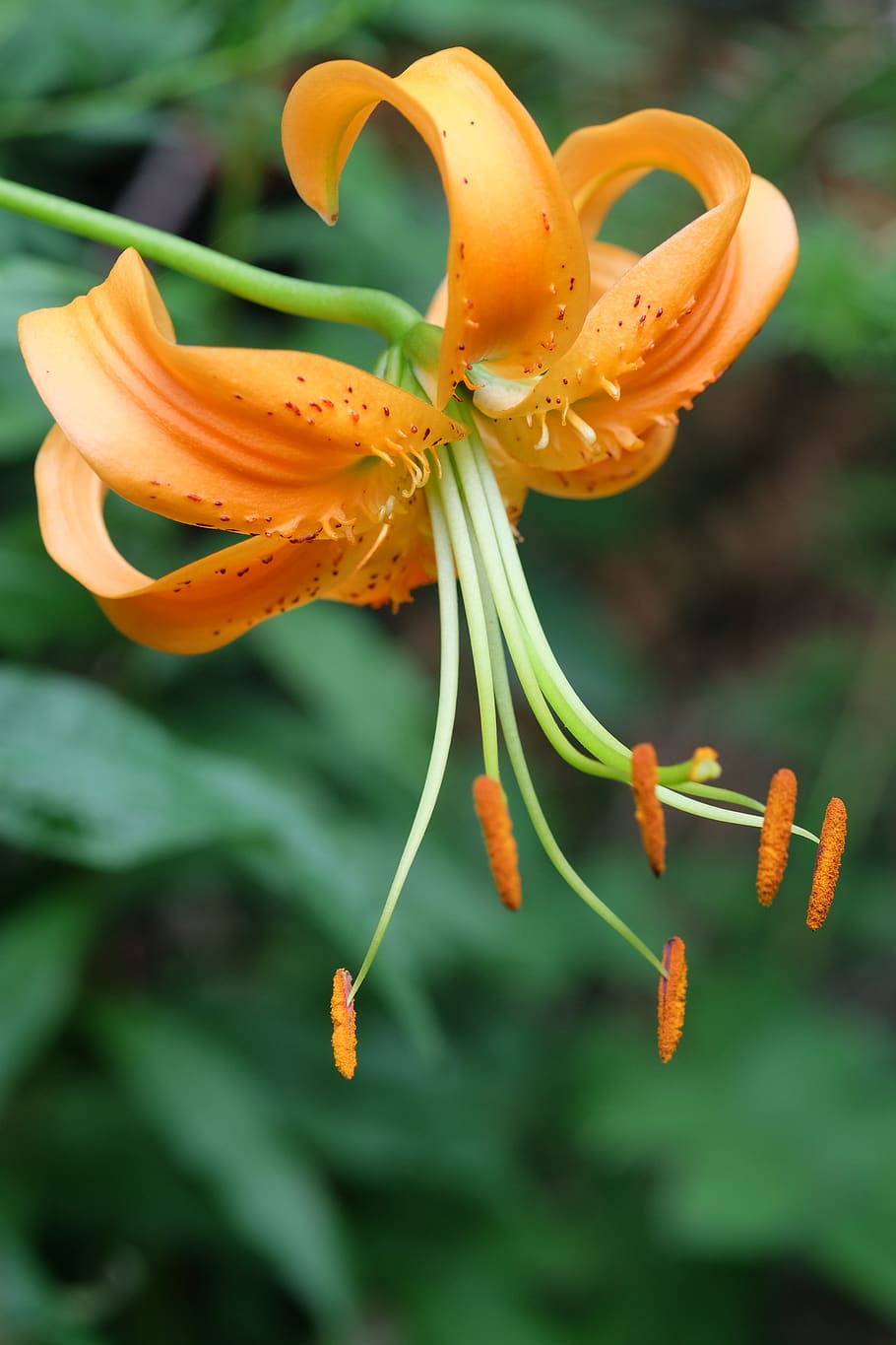 lily, lilium, orange, blossom, summer, flower, flowering plant HD wallpaper