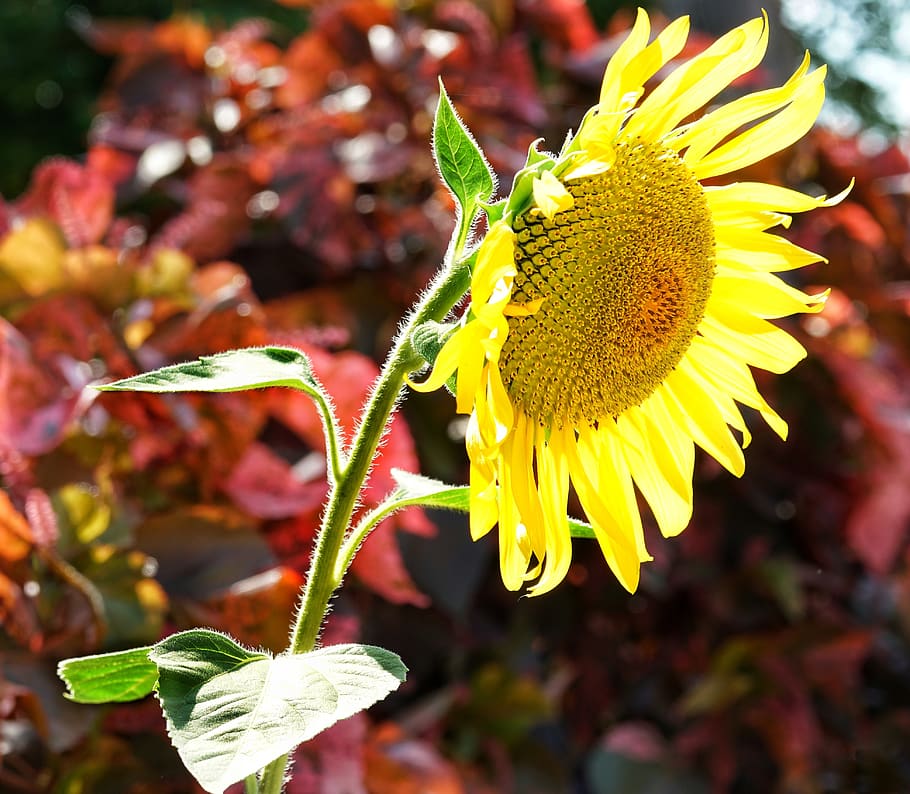 sunflower, nature, flora, leaf, summer, field, bright, petal HD wallpaper