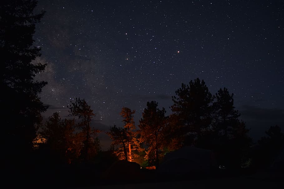 Silhouette of Trees during Nighttime, astronomy, constellation HD wallpaper